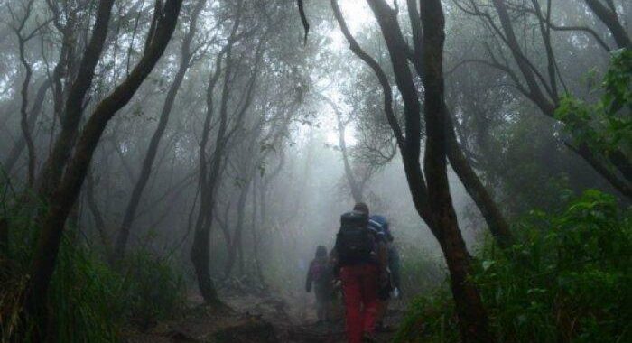 Misteri Di Balik Hutan Angker Gunung Parang